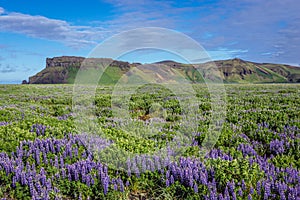 Hjorleifshofdi in Iceland