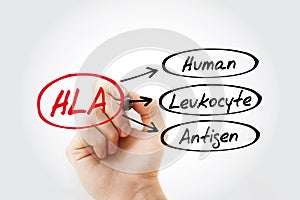 HLA - Human Leukocyte Antigen acronym