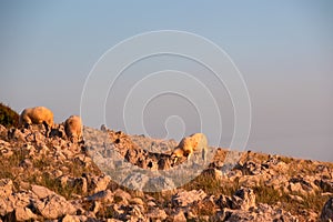Hlam - Herd of sheep on idyllic hiking trail on moon plateau with scenic view of mountain peak Hlam in Baska, Krk Otok