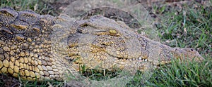 Hluhluwe imfolozi park. Nile crocodile is an African crocodile