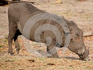 Hluhluwe imfolozi park South Africa Warthog