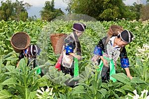 Hmong of Asia harvest tobacco photo