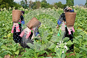 Hmong of Asia harvest tobacco