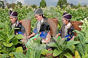 Hmong of Asia harvest tobacco