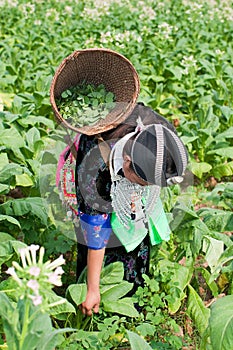 Hmong of Asia harvests tobacco