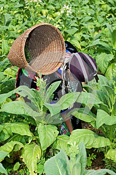 Hmong of Asia harvests tobacco