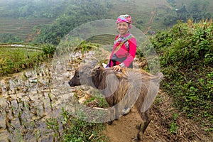 A Hmong lady with a baby buffalo, Sapa, Vietnam