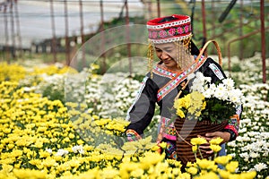 Hmong Woman Collecting havest Vibrant Yellow and White Chrysanthemums in Blooms