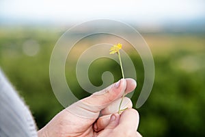 Hnad Holding Flower Picking Nature Refreshment Concept