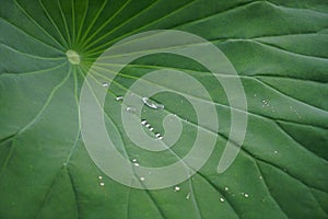 the hnoeydew is on the green lotus leaf  in the pool