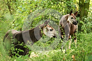 Hnstoni, forest giraffe or zebra giraffe, artiodactyl mammal native to jungle or tropical forest, Congo, Africa