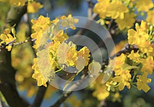 Hoa Mai tree (Ochna Integerrima) flower