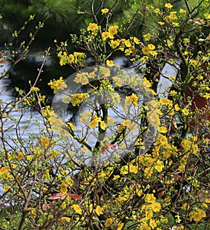 Hoa Mai tree Ochna Integerrima flower