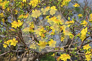 Hoa Mai tree Ochna Integerrima flower