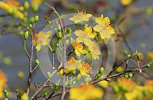 Hoa Mai tree Ochna Integerrima flower