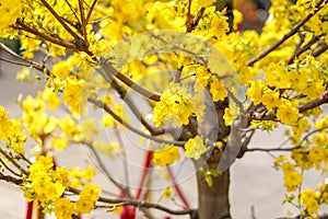 Hoa Mai tree (Ochna Integerrima) flower, traditional lunar new year (Tet holiday) in Vietnam