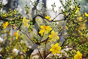 Hoa Mai tree (Ochna Integerrima) flower, traditional lunar new year (Tet holiday) in Vietnam