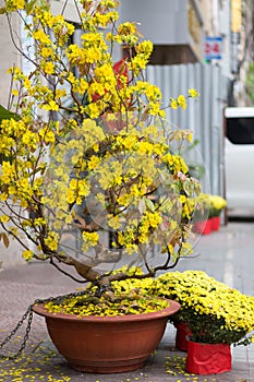 Hoa Mai tree in Saigon street