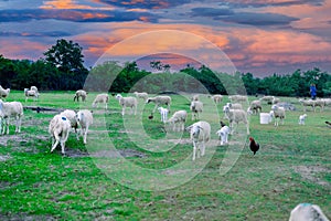 An Hoa Sheep Field Phan Rang Viet Nam