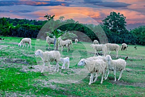 An Hoa Sheep Field Phan Rang Viet Nam