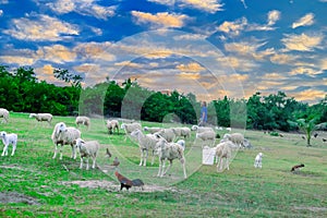 An Hoa Sheep Field Phan Rang Viet Nam