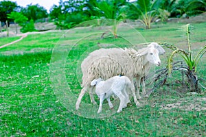 An Hoa Sheep Field Phan Rang Viet Nam