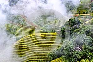 Hoang Su Phi rice paddy on ripe season