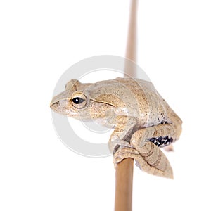 Hoanglien flying frog isolated on white