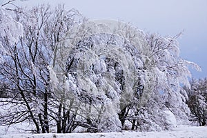 Hoar Frost on the Chautauqua Ridge