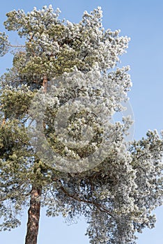 Hoar frost when defrosting on pine