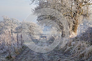 Hoar frost, England