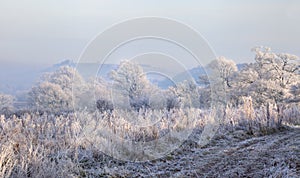 Hoar frost, England