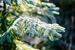 Hoar frost on european silver fir branch