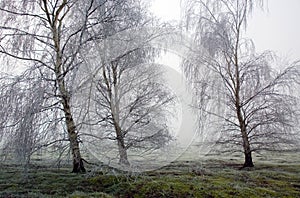 Hoar Frost Frozen Birch Trees in Wortham Ling Diss Norfolk