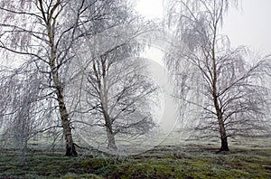 Hoar Frost Frozen Birch Trees in Wortham Ling Diss Norfolk photo