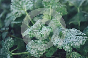 Hoar-frost and Frozen green leaves