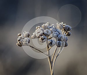 Hoar Frost on a Frozen Plant in Winter
