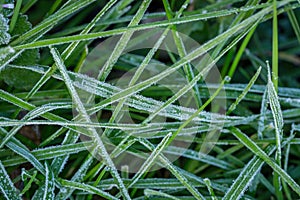 Hoar Frost on Grass