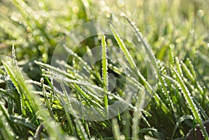 Hoar frost grass