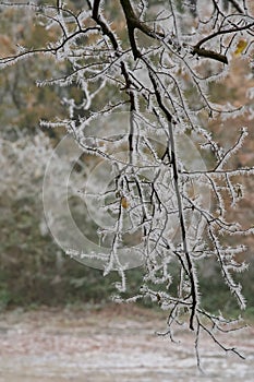 Hoar frost hanging on a tree branch