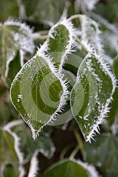 Hoar frost and ice crystals on green leaves