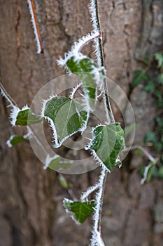 Hoar frost and ice crystals on green leaves