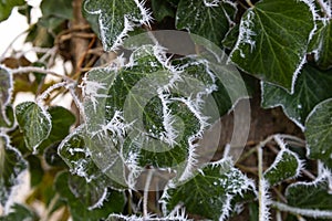 Hoar frost and ice crystals on green leaves