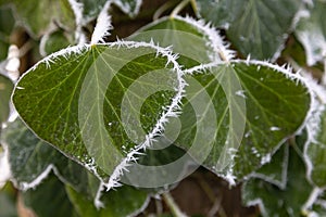 Hoar frost and ice crystals on green leaves