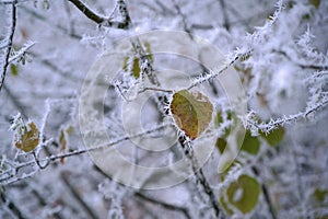 Hoar frost icicles on a beech Fagus sylvatica tree: sole autumn leaf on bare branches