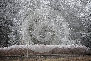 hoar frost landscape