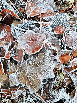 Hoar frost on maple and beech leaves
