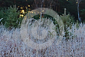 hoar-frost meadow autumn landscape with a pinetrees