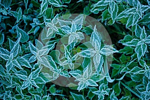 Hoar frost on nettle