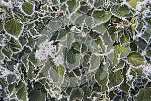 Hoar frost on plants in a landscape